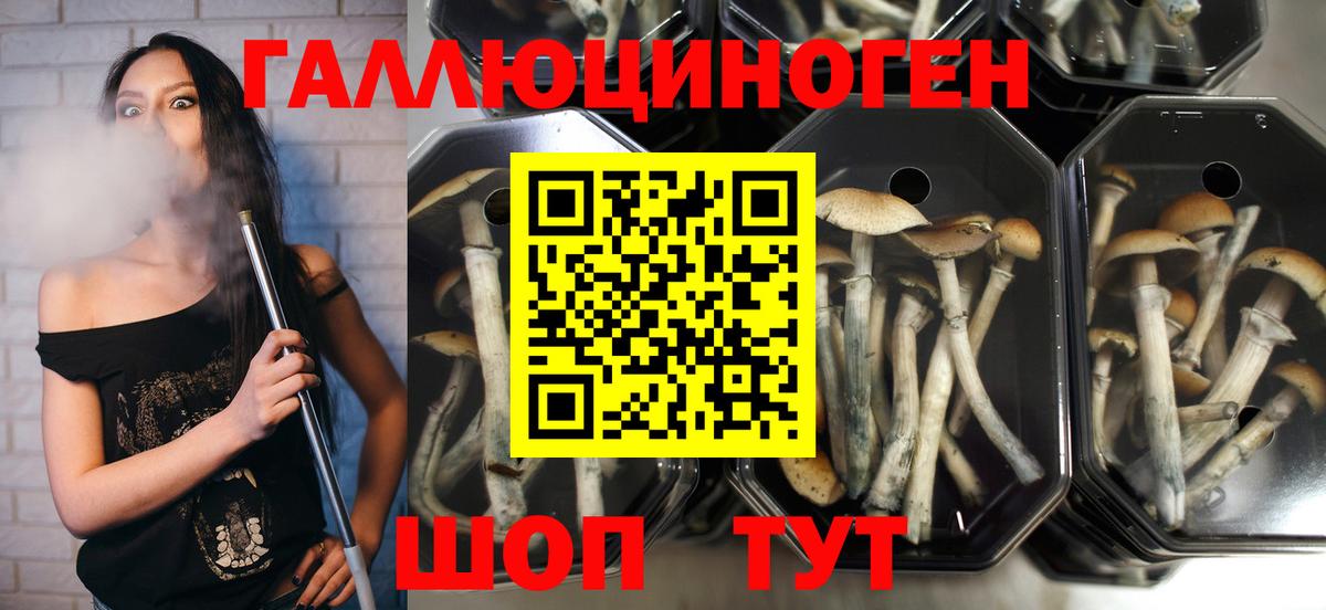 Каменка  Галлюциногенные грибы Psilocybine cubensis  Вход с VPN 